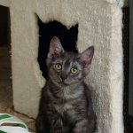 Kleine silbergraue Katze sucht ein Zuhause